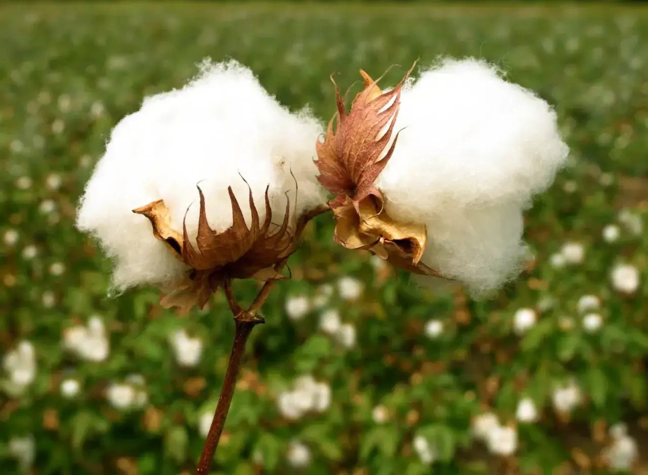 Dos capullos de algod&oacute;n listos para ser cosechados. El algod&oacute;n est&aacute; hecho de fibras naturales que crecen alrededor de las semillas de la planta de algod&oacute;n.